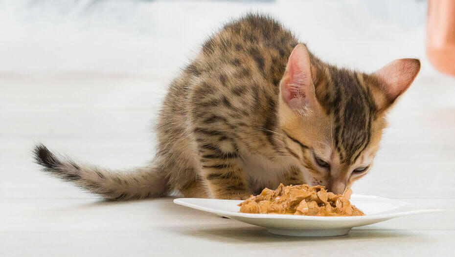 Wet or dry cat food 1 Gatto che mangia da una ciotola