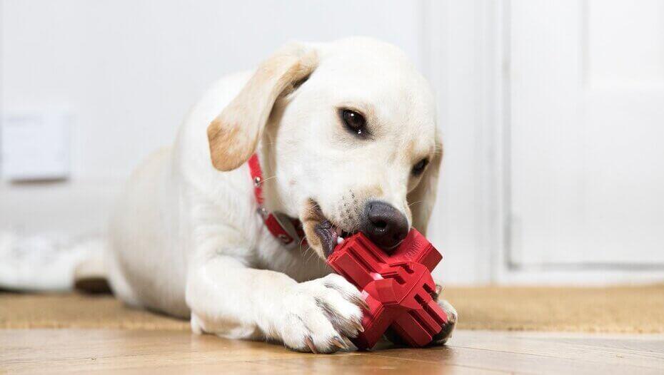 What Can Dogs Chew On1 Golden Puppy Retriever che gioca con il giocattolo rosso