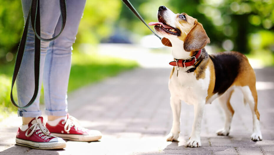 What Is Dog Target Training & How Do You Do It1 Jack Russell Terrier al guinzaglio che guarda il proprietario