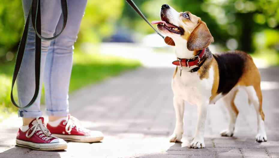 Cane in casa: i 7 benefici per la famiglia Beagle on a leash looking at owner in a parkBeagle su un guinzaglio guardando il proprietario in un parco