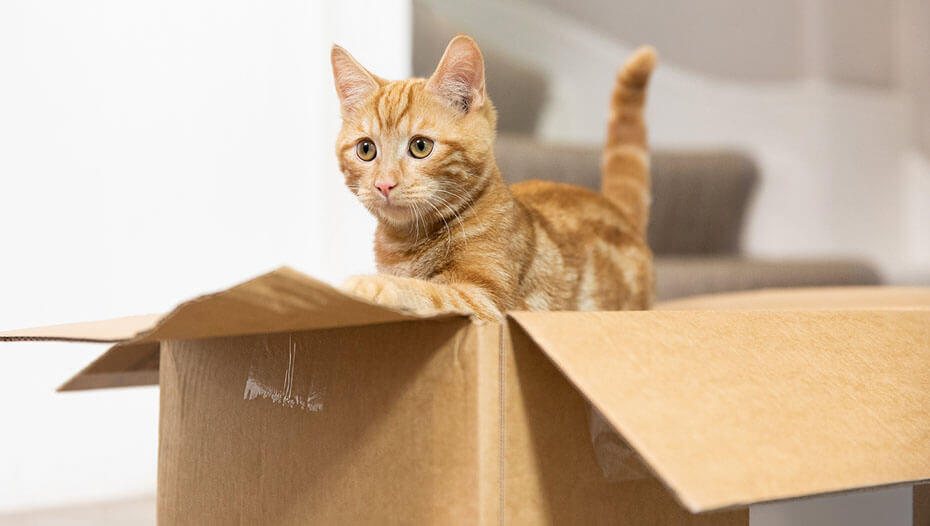 Caro micio, facciamo la lotta 1 Gattino dello zenzero che gioca in una scatola