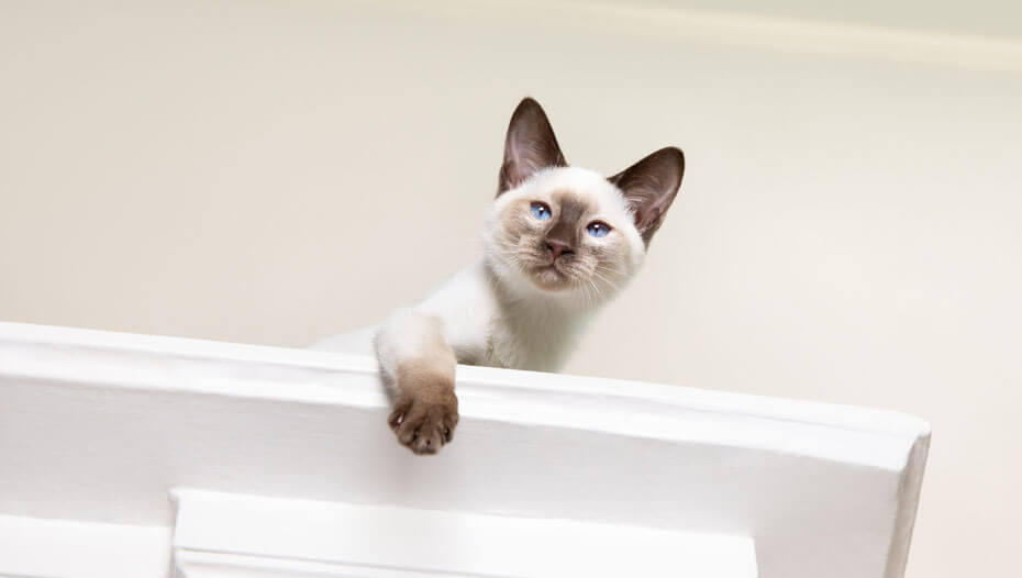 cat peeking out from on top of a wardrobe gatto sbirciando da sopra di un armadio