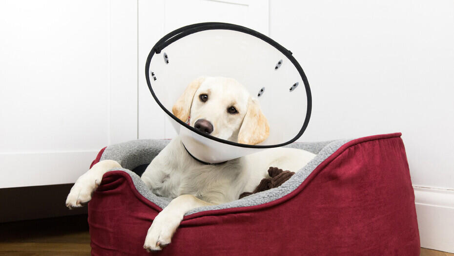 puppy wearing cone cucciolo che indossa cono