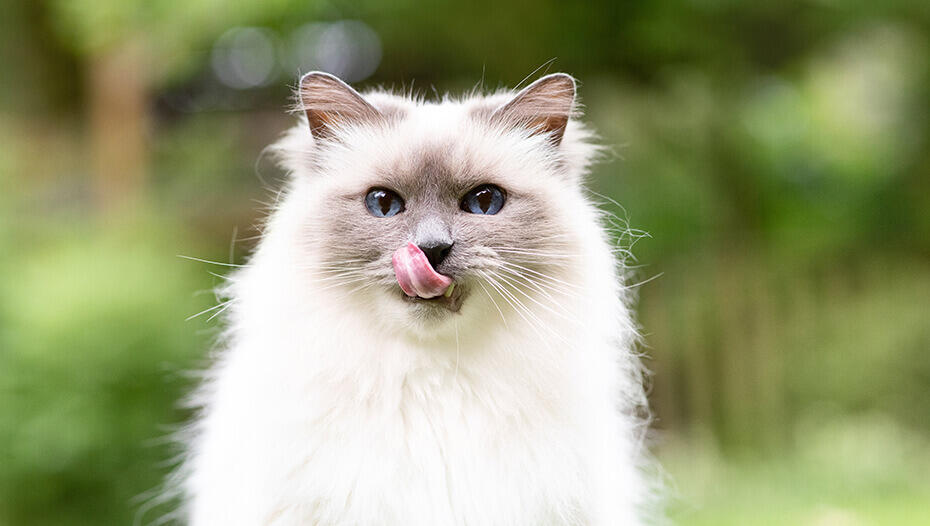 Mai ridere di lui Gatto leccare la sua bocca
