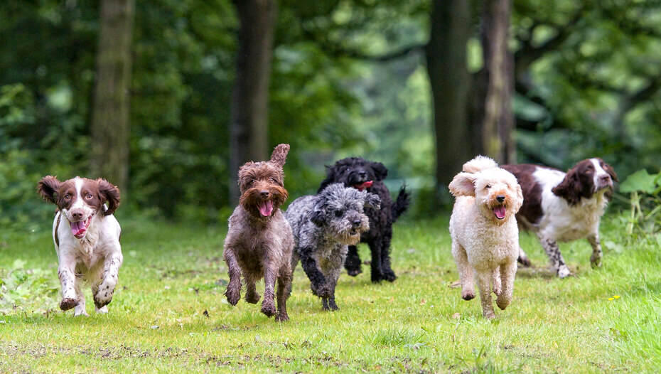 Group of 6 excited dogs running towards camera with tongues out Gruppo di 6 cani eccitati che corrono verso la macchina fotografica con le lingue