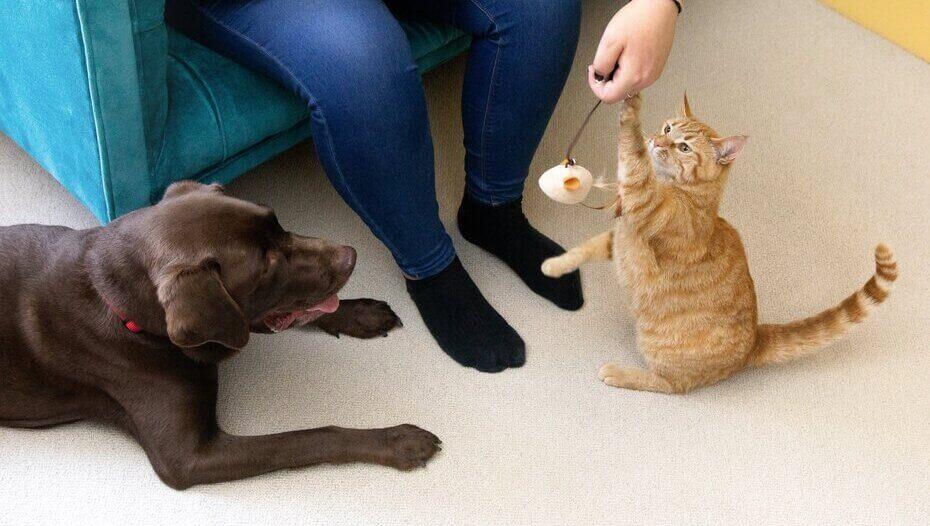 Chocolate Labrador e gatto dal pelo chiaro che giocano all'interno. Chocolate Labrador e gatto dal pelo chiaro che giocano all'interno.