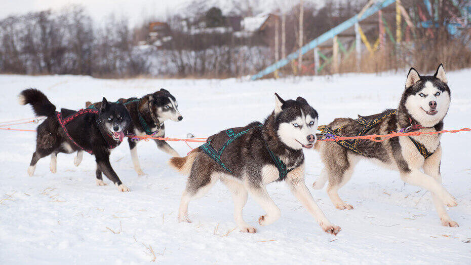 Cani famosi nel corso della storia1 Husky dell'Alaska