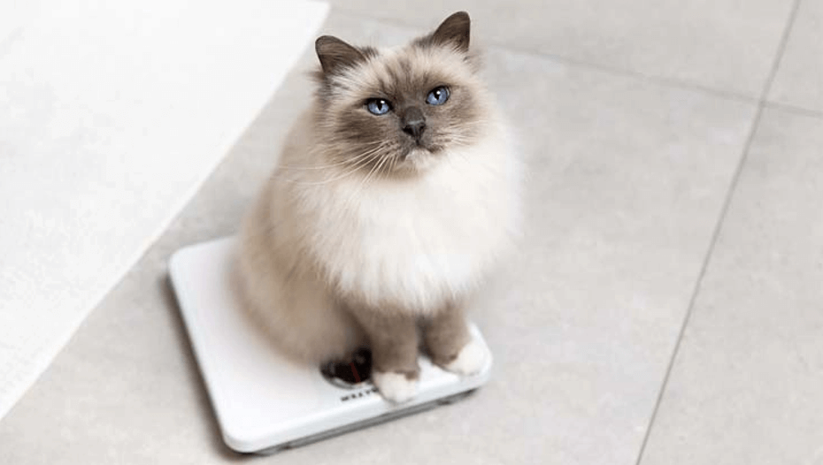 Come misurare la condizione fisica dei gatti Come misurare la condizione fisica dei gatti