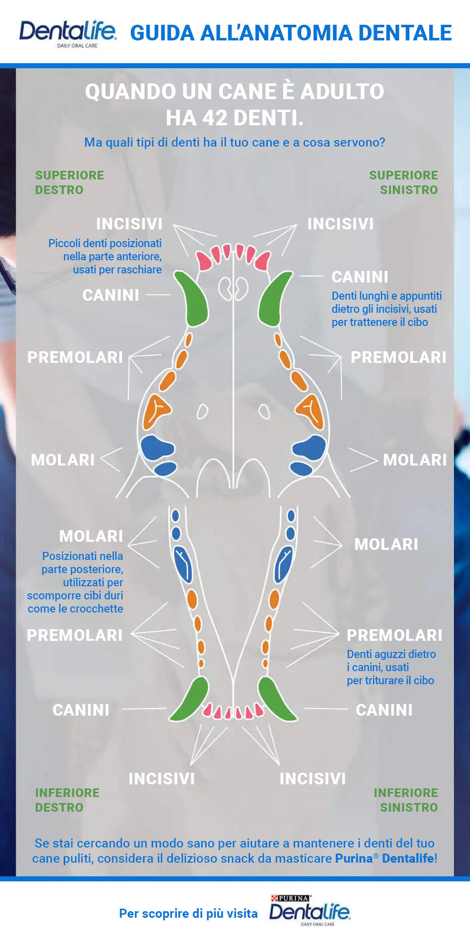 Guida All'anatomia Dentale Guida All'anatomia Dentale