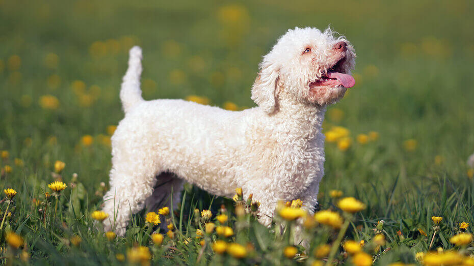 Rare Dog Breeds1 Lagotto Romagnolo in the field