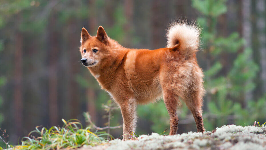 Rare Dog Breeds2 Finnish Spitz in the forest