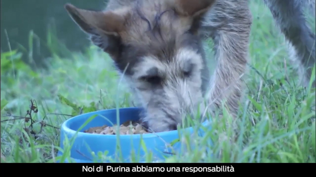 NUTRIZIONE E BENESSERE DEI PET