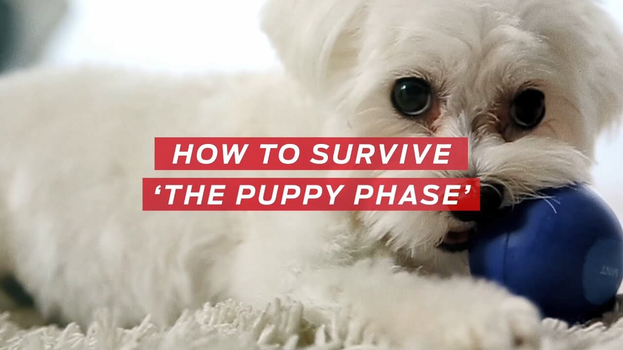 How to survive 'The Puppy Phase'
