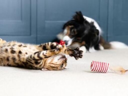 Gattino soriano che gioca con il giocattolo